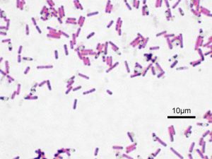 Bacillus Mesentericus