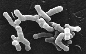Bifidobacterium-longum