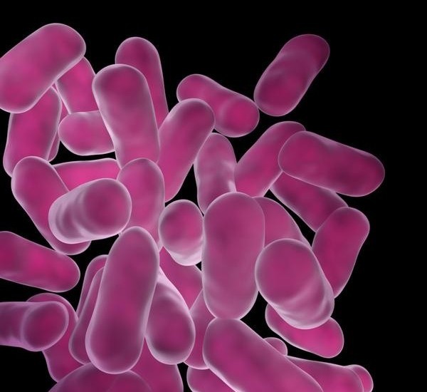 Lactobacillus-acidophilus1-600×550