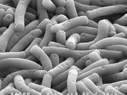 Lactobacillus Bulgaricus