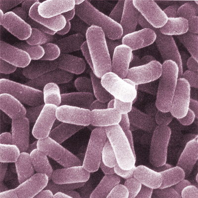 Lactobacillus Casei