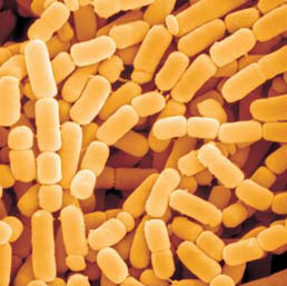 Lactobacillus Paracasei