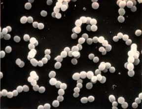 Lactococcus Lactis