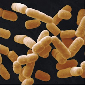 Lactobacillus Salivarius