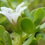 bacopa_monnieri