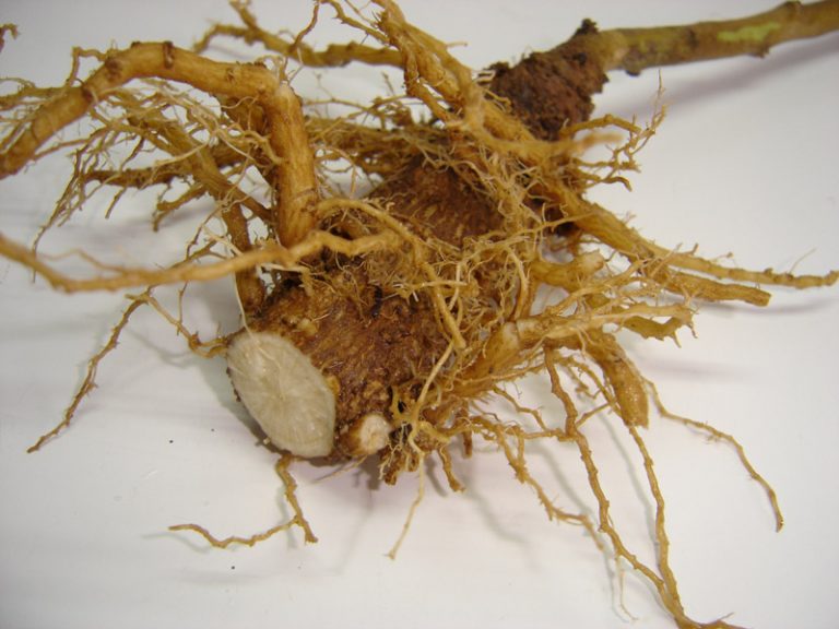 Belladonna Root