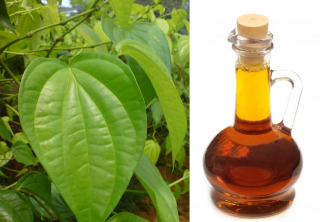 Betal Leaf Oil