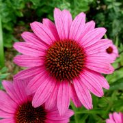 Echinacea angustifolia