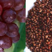 Grape seed