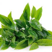 Green tea Extract