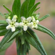 Lithospermum