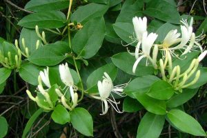 Lonicera Japonica