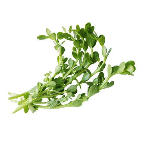 Bacopa Extract