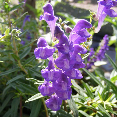 Baikal Skullcap