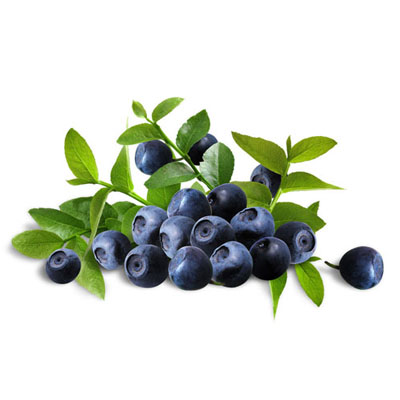 Bilberry