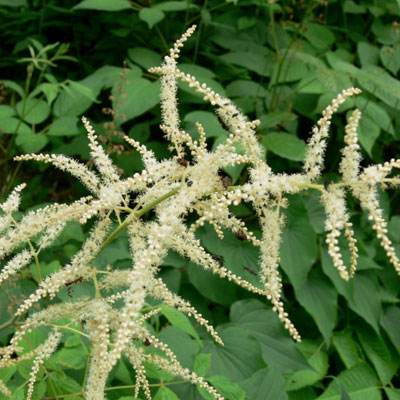 Black Cohosh