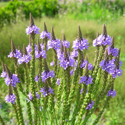 Blue Vervain