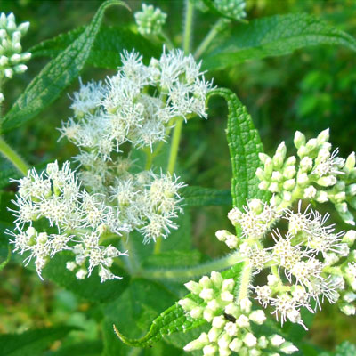 Boneset