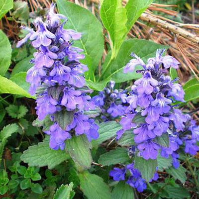 Bugleweed