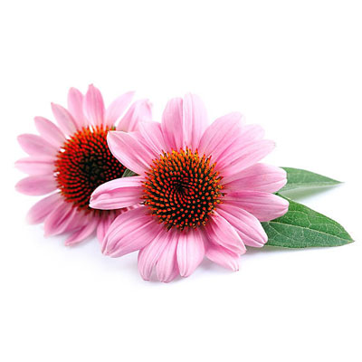 Echinacea