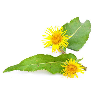 Elecampane