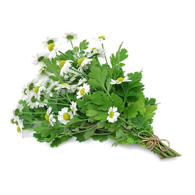 Feverfew