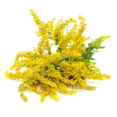 Goldenrod