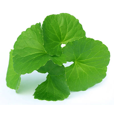 Gotu Kola