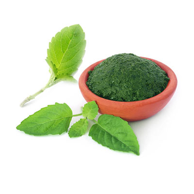 Holy Basil (Tulsi)