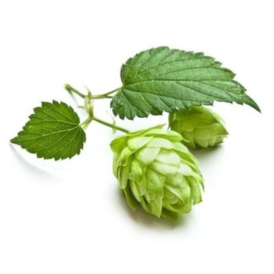 Hops Buds Powder