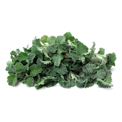 Horehound