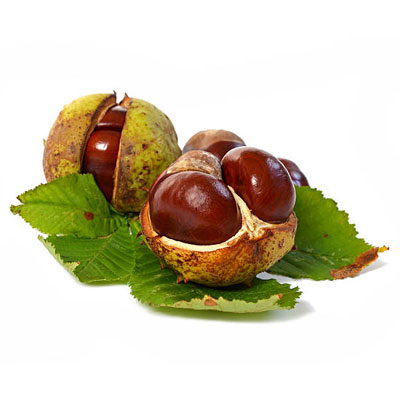 Horsechestnut