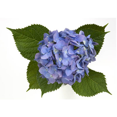 Hydrangea