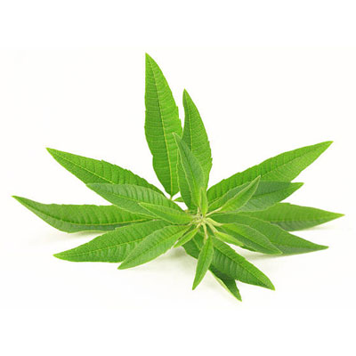 Lemon Verbena