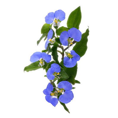 Lobelia