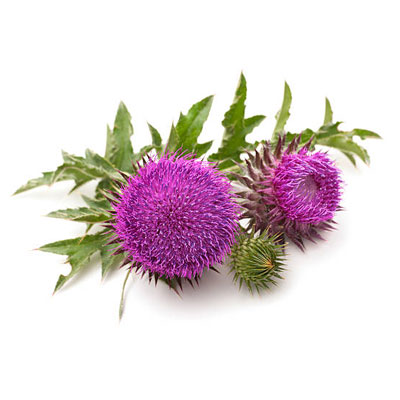 Milk Thistle