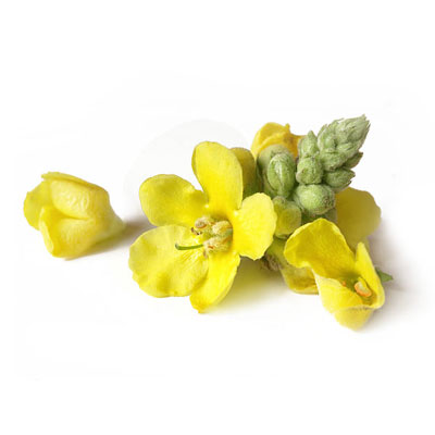 Mullein Leaf Powder