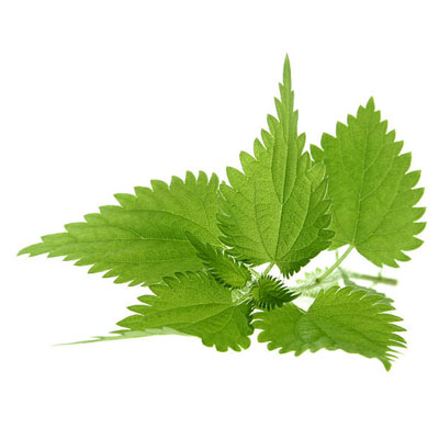 Nettle