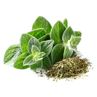 Oregano