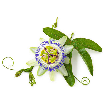 Passion Flower