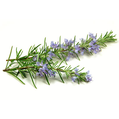 Rosemary