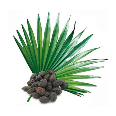 Saw Palmetto - Supplements Global LLC