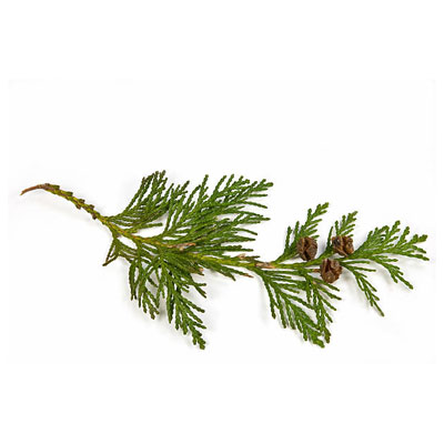 Thuja