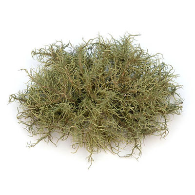 Usnea