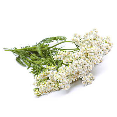 Yarrow