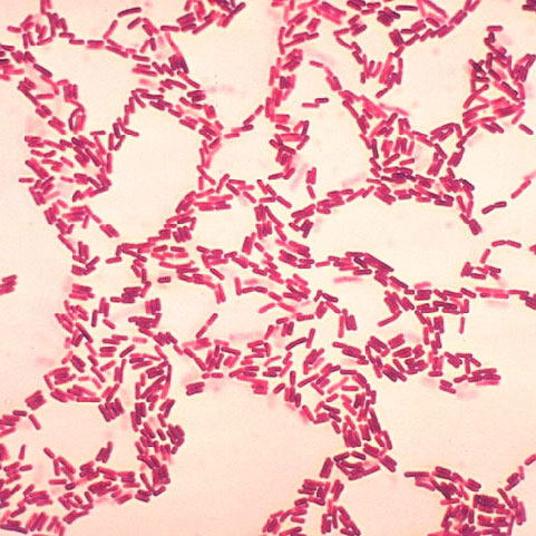 Bacillus_coagulans