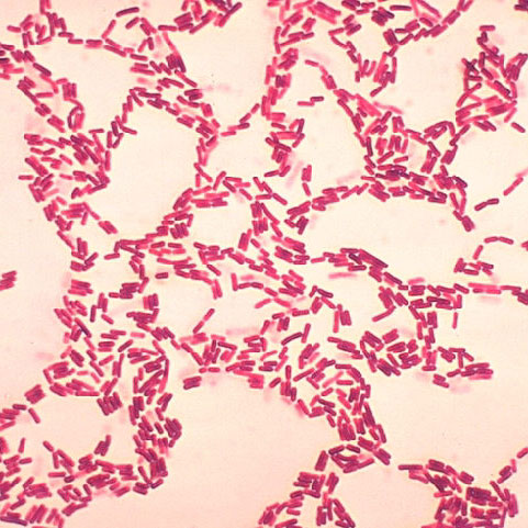 Bacillus Coagulans