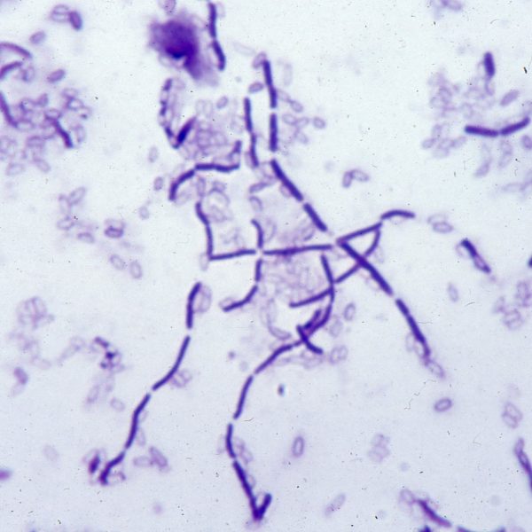 bacillus-subtilis