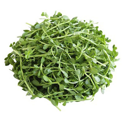 Bacopa