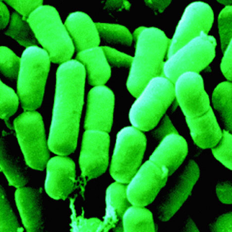 Lactobacillus Fermentum